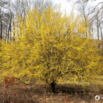 Die süß-säuerlichen Früchte der Kornelkirsche sind reich an Vitamin C und Gerbstoffen und lassen sich ideal verarbeiten zu Marmeladen, Gelees, Säften und auch herzhaften Gerichten.