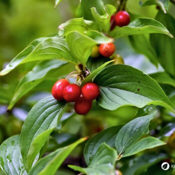 Die süß-säuerlichen Früchte der Kornelkirsche sind reich an Vitamin C und Gerbstoffen und lassen sich ideal verarbeiten zu Marmeladen, Gelees, Säften und auch herzhaften Gerichten.