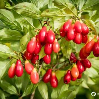 Die süß-säuerlichen Früchte der Kornelkirsche sind reich an Vitamin C und Gerbstoffen und lassen sich ideal verarbeiten zu Marmeladen, Gelees, Säften und auch herzhaften Gerichten.