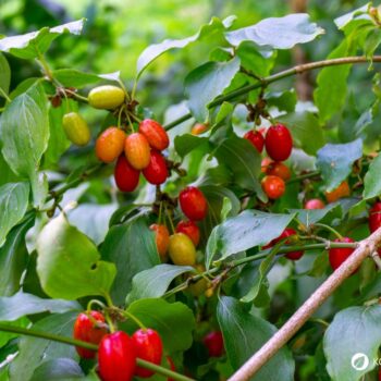 Die süß-säuerlichen Früchte der Kornelkirsche sind reich an Vitamin C und Gerbstoffen und lassen sich ideal verarbeiten zu Marmeladen, Gelees, Säften und auch herzhaften Gerichten.