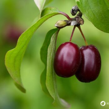 Die süß-säuerlichen Früchte der Kornelkirsche sind reich an Vitamin C und Gerbstoffen und lassen sich ideal verarbeiten zu Marmeladen, Gelees, Säften und auch herzhaften Gerichten.