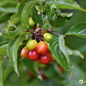 Die süß-säuerlichen Früchte der Kornelkirsche sind reich an Vitamin C und Gerbstoffen und lassen sich ideal verarbeiten zu Marmeladen, Gelees, Säften und auch herzhaften Gerichten.