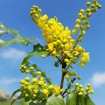 Wusstest du, dass du die Mahonie essen kannst? Ihre vitamin-c-haltigen Beeren eignen sich z.B. für süß-saure Gelees, Suppen, Säfte und Liköre.