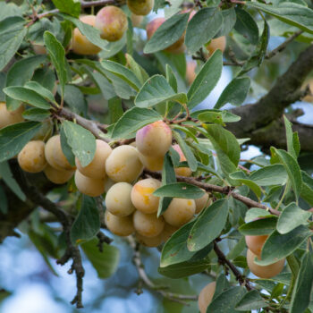 Süß und ertragreich: Nutze die Früchte der Mirabelle für Kuchen, Marmelade und Gelees!