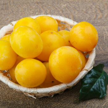 Süß und ertragreich: Nutze die Früchte der Mirabelle für Kuchen, Marmelade und Gelees!