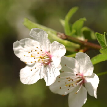 Süß und ertragreich: Nutze die Früchte der Mirabelle für Kuchen, Marmelade und Gelees!