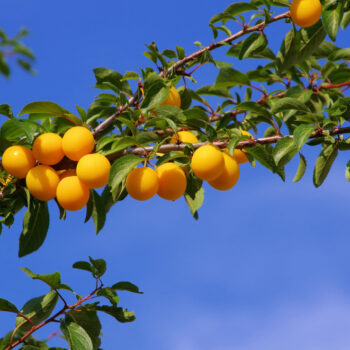 Süß und ertragreich: Nutze die Früchte der Mirabelle für Kuchen, Marmelade und Gelees!