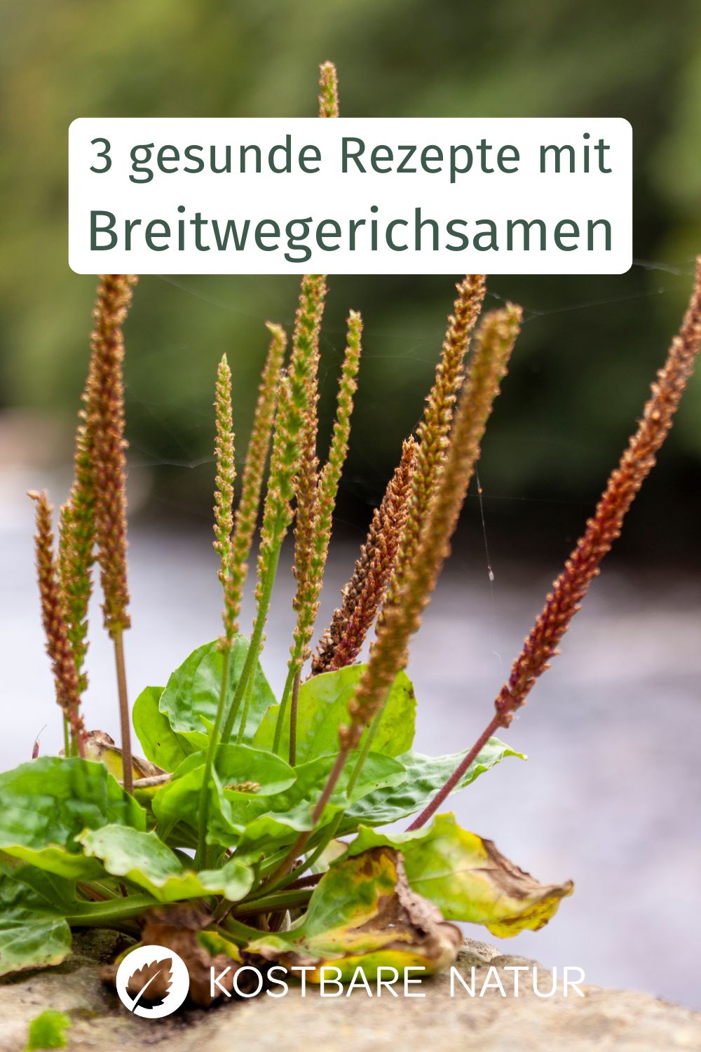 Breitwegerichsamen sind unglaublich gesund. Hier findest du verschiedene Anwendungen für die Samen: von Müsli bis Smoothies und Tee.