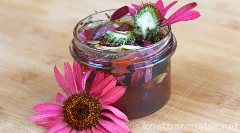 Ständig krank? Dieser Echinacea-Honig stärkt dein Immunsystem und beugt Erkältungskrankheiten vor!