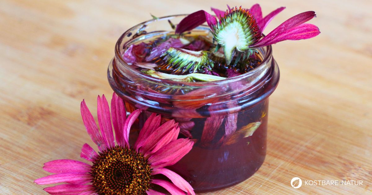 Ständig krank? Dieser Echinacea-Honig stärkt dein Immunsystem und beugt Erkältungskrankheiten vor!