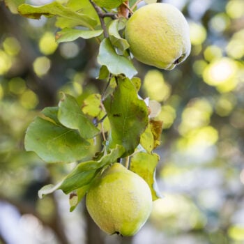 Nutze die vielseitige Quitte für Quittenbrot, Saft, bei Erkältungen und sogar als natürlichen Haarfestiger!