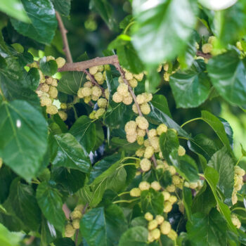 Maulbeerbäume wurden früher vielerorts angepflanzt, um Seidenspinnen zu züchten. Heute bereichern die Früchte unsere Ernährung als regionale Superfoods.