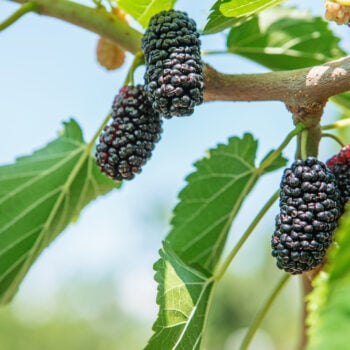 Maulbeerbäume wurden früher vielerorts angepflanzt, um Seidenspinnen zu züchten. Heute bereichern die Früchte unsere Ernährung als regionale Superfoods.
