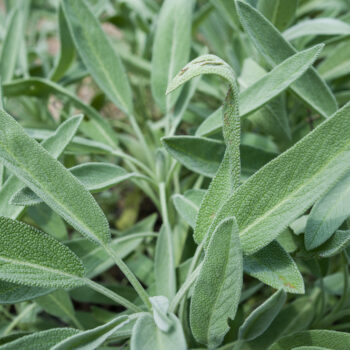 Echter Salbei wurde schon vor Jahrtausenden als vielseitige Heil- und Gewürzpflanze geschätzt. Auch heute ist sie ein probates Hausmittel, das jedoch mehr kann, als Halsschmerzen zu lindern.