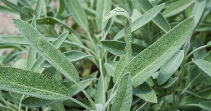 Echter Salbei wurde schon vor Jahrtausenden als vielseitige Heil- und Gewürzpflanze geschätzt. Auch heute ist sie ein probates Hausmittel, das jedoch mehr kann, als Halsschmerzen zu lindern.