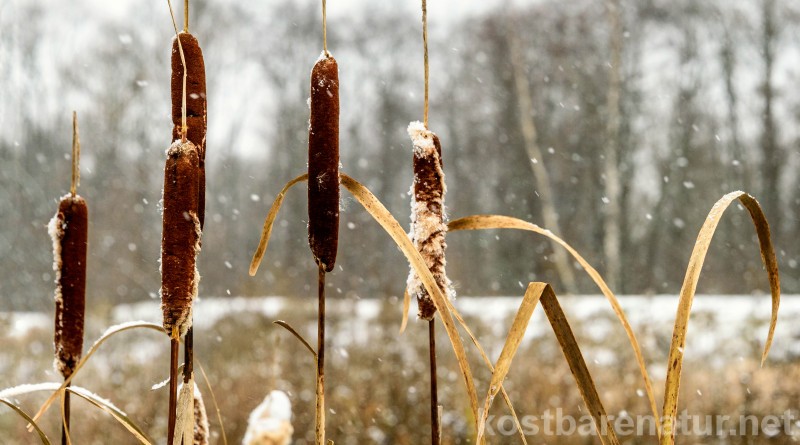 Im Winter können die Wurzeln dieser Wildpflanzen unser Immunsystem stärken und wichtige Vitalstoffen liefern.