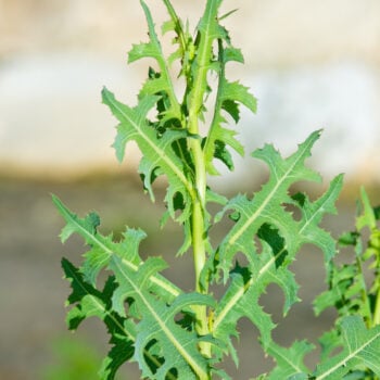 Stachellattich, die Stammpflanze der Gartensalate enthält gesunde Bitterstoffe und eignet sich als Salatbeigabe oder gekochtes Gemüse.