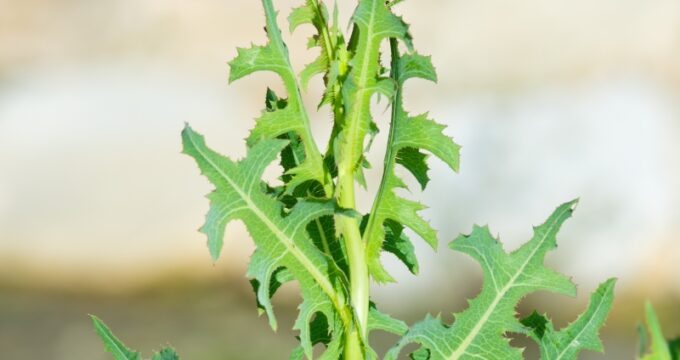 Stachellattich, die Stammpflanze der Gartensalate enthält gesunde Bitterstoffe und eignet sich als Salatbeigabe oder gekochtes Gemüse.