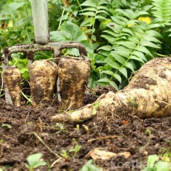 Die Pastinake ist ein altes Wintergemüse mit süßlich nussigem Geschmack und heilenden Inhaltsstoffen.