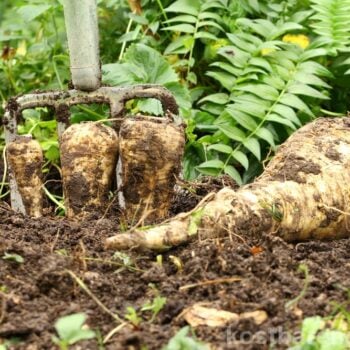 Die Pastinake ist ein altes Wintergemüse mit süßlich nussigem Geschmack und heilenden Inhaltsstoffen.