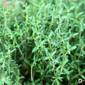 Thymian ist ein aromatisches Küchenkraut, dessen ätherische Öle wohltuend auf Atemwege, Verdauung und das Immunsystem wirken.