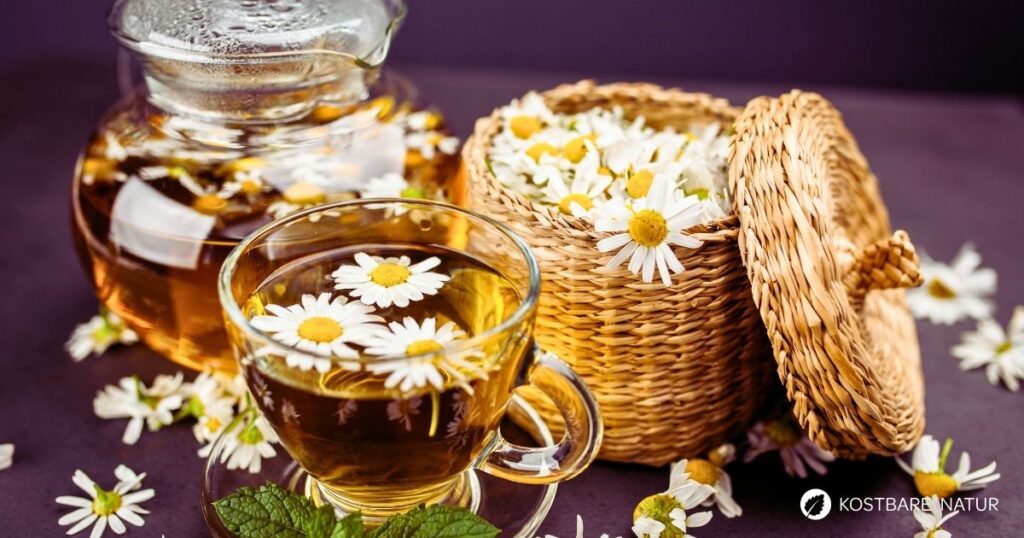 Kamillentee ist ein Klassiker in der Küche. Zurecht: er hat viele heilende Eigenschaften. Tipps beim Sammeln und Zubereiten findest du hier.