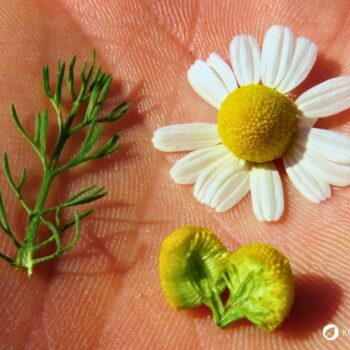 Kamillenblüte von innen