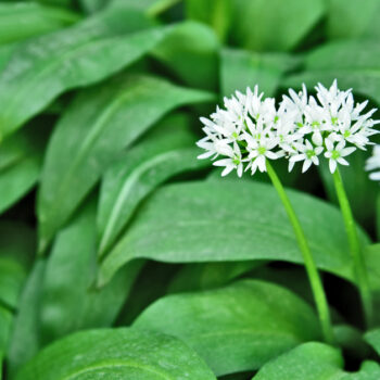 Bärlauch: leckeres Würzmittel, fantastisch für Darmflora und gut gegen Bluthochdruck. Wild oder im Garten, die Bärlauchsaison solltest du nicht verpassen!