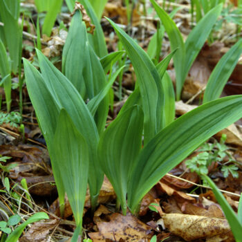 Bärlauch: leckeres Würzmittel, fantastisch für Darmflora und gut gegen Bluthochdruck. Wild oder im Garten, die Bärlauchsaison solltest du nicht verpassen!