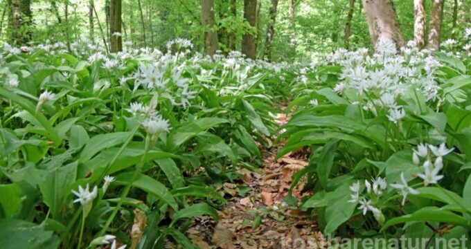 Bärlauch: leckeres Würzmittel, fantastisch für Darmflora und gut gegen Bluthochdruck. Wild oder im Garten, die Bärlauchsaison solltest du nicht verpassen!