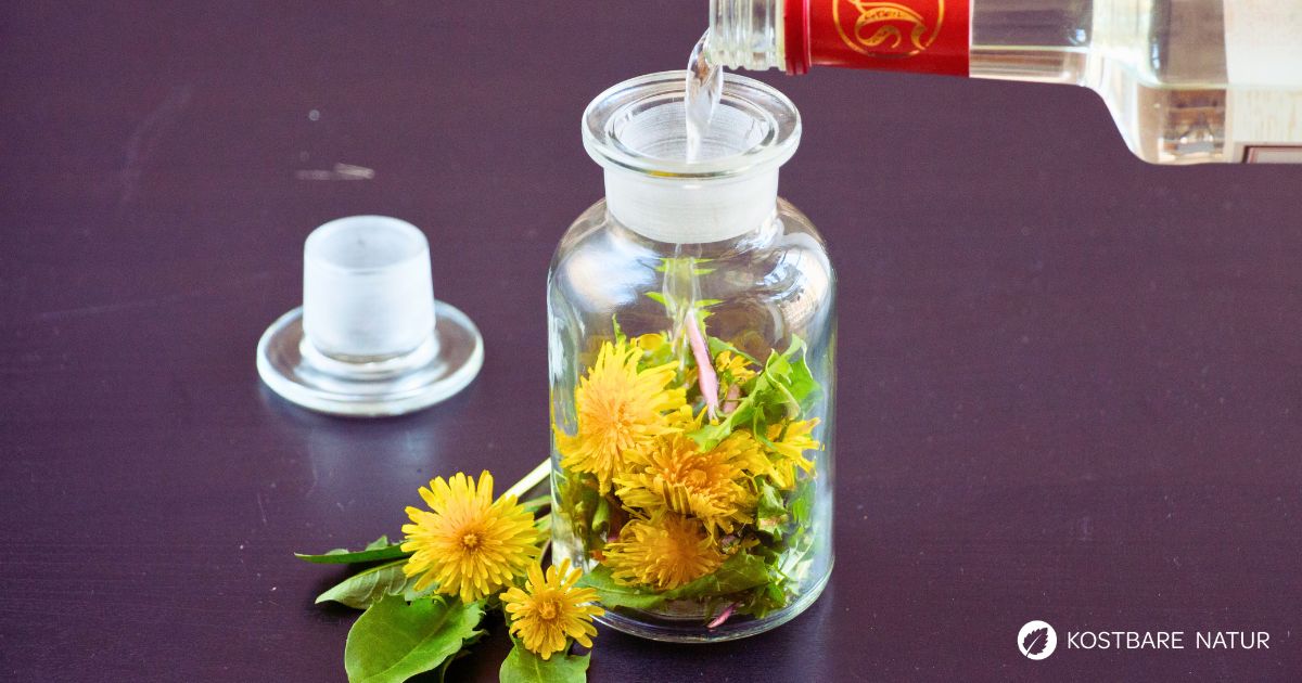 Löwenzahn ist eine starke Heilpflanze! Nutze ihn als heilkräftige Löwenzahntinktur für deine Gesundheit gegen Frühjahrsmüdigkeit und mehr.
