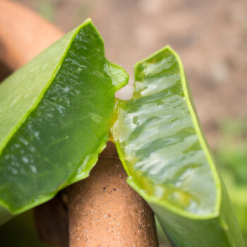 Das Gel der Aloe vera besitzt zahlreiche heilende Eigenschaften, die du dir auf vielfältigste Weise zunutze machen kannst!