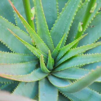 Das Gel der Aloe vera besitzt zahlreiche heilende Eigenschaften, die du dir auf vielfältigste Weise zunutze machen kannst!