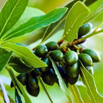 Lorbeer ist ein aromatischer Küchenklassiker mit heilender Tradition. Erfahre Geschmack, Anwendung, Anbau und Wirkung.