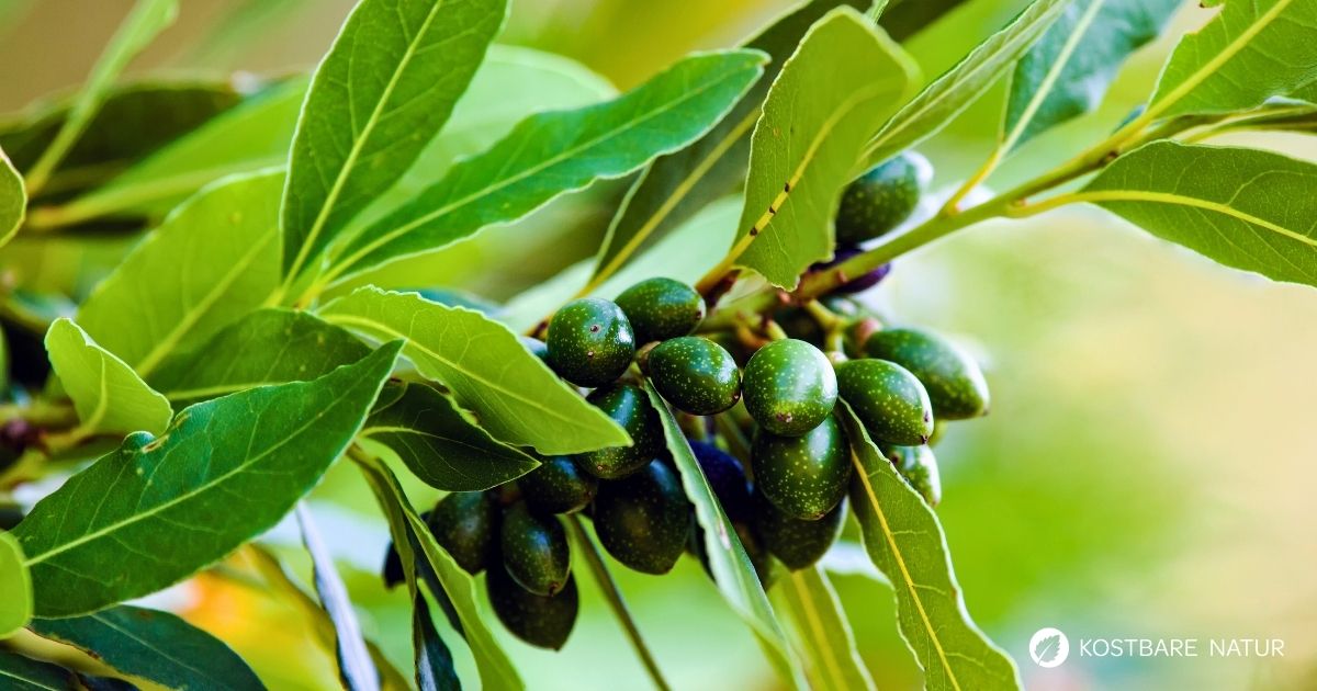 Lorbeer ist ein aromatischer Küchenklassiker mit heilender Tradition. Erfahre Geschmack, Anwendung, Anbau und Wirkung.