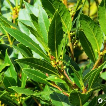 Lorbeer ist ein aromatischer Küchenklassiker mit heilender Tradition. Erfahre Geschmack, Anwendung, Anbau und Wirkung.