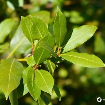 Lorbeer ist ein aromatischer Küchenklassiker mit heilender Tradition. Erfahre Geschmack, Anwendung, Anbau und Wirkung.