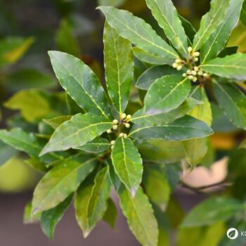 Lorbeer ist ein aromatischer Küchenklassiker mit heilender Tradition. Erfahre Geschmack, Anwendung, Anbau und Wirkung.