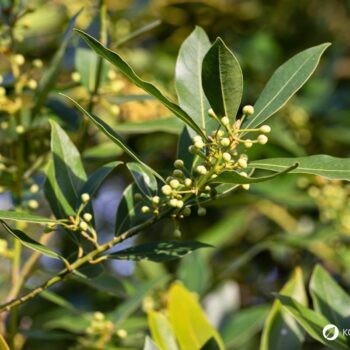 Lorbeer ist ein aromatischer Küchenklassiker mit heilender Tradition. Erfahre Geschmack, Anwendung, Anbau und Wirkung.