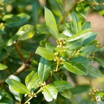 Lorbeer ist ein aromatischer Küchenklassiker mit heilender Tradition. Erfahre Geschmack, Anwendung, Anbau und Wirkung.