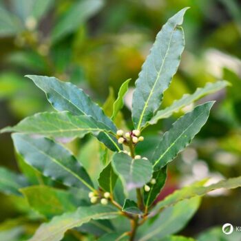 Lorbeer ist ein aromatischer Küchenklassiker mit heilender Tradition. Erfahre Geschmack, Anwendung, Anbau und Wirkung.