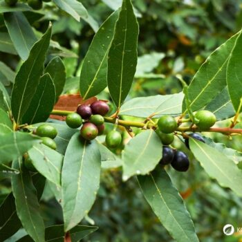 Lorbeer ist ein aromatischer Küchenklassiker mit heilender Tradition. Erfahre Geschmack, Anwendung, Anbau und Wirkung.