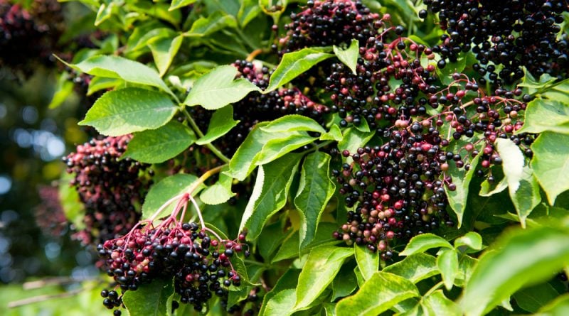 Holunder So Nutzt Du Seine Bluten Und Beeren Kostbare Natur