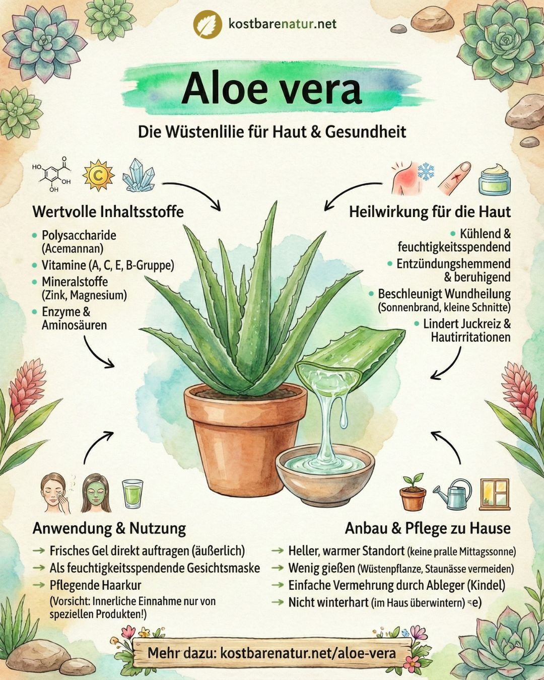 Das Gel der Aloe vera besitzt zahlreiche heilende Eigenschaften, die du dir auf vielfältigste Weise zunutze machen kannst!