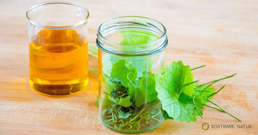 Die gesunde Knoblauchsrauke eignet sich ausgezeichnet zum Würzen vielerlei herzhafter Speisen. Probiere doch mal dieses Rezept für ein pikant-scharfes Würzöl mit Knoblauchnote!