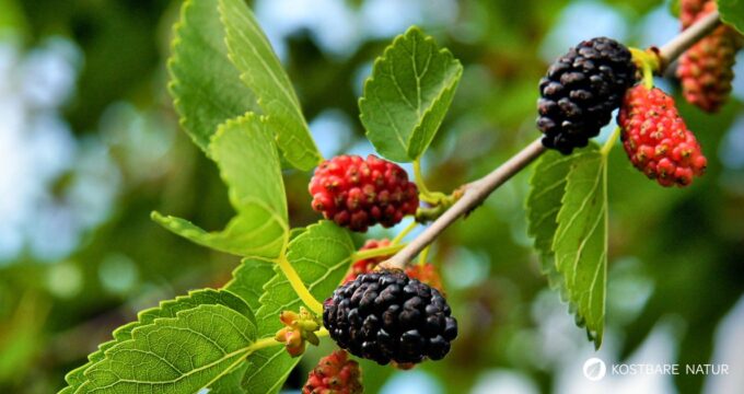 Maulbeerbäume wurden früher vielerorts angepflanzt, um Seidenspinnen zu züchten. Heute bereichern die Früchte unsere Ernährung als regionale Superfoods.