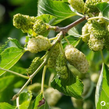 Maulbeerbäume wurden früher vielerorts angepflanzt, um Seidenspinnen zu züchten. Heute bereichern die Früchte unsere Ernährung als regionale Superfoods.