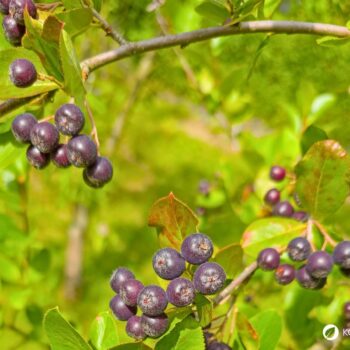 Die Aroniabeere ist ein robuster Strauch mit dunkelvioletten Beeren, reich an Antioxidantien. Ideal für Garten und Küche.