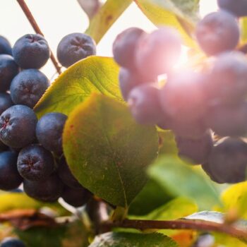 Die Aroniabeere ist ein robuster Strauch mit dunkelvioletten Beeren, reich an Antioxidantien. Ideal für Garten und Küche.