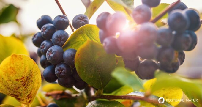 Die Aroniabeere ist ein robuster Strauch mit dunkelvioletten Beeren, reich an Antioxidantien. Ideal für Garten und Küche.